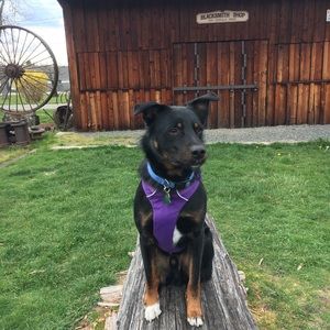 Meet your Posher, Jolene